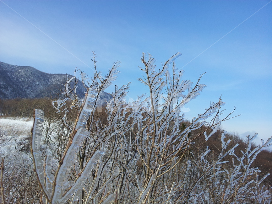 오대산,설경,눈,겨울,상고대,국립공원,자연,겨울,계절,winter,season,자연,풍경,nature,landscape,식물,plants,outdoors,옥외,snow