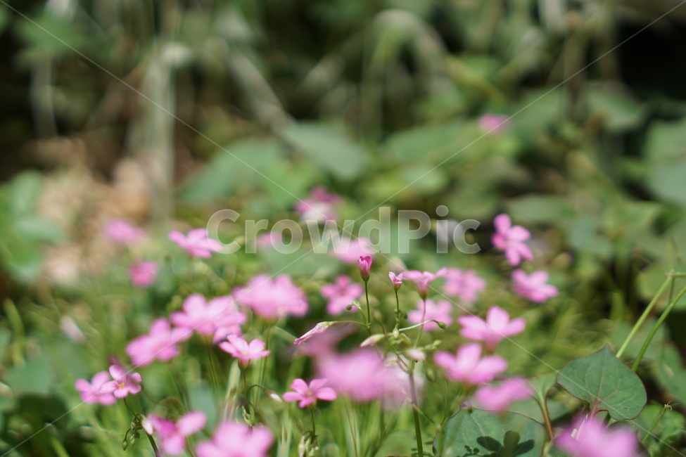 자연,식물,꽃,flower,nature,화단,감성사진,색감,green,아웃포커싱,식물,자연,plants,nature,꽃,flower