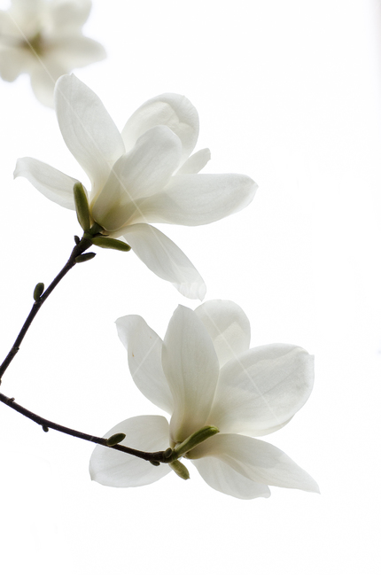 목련,꽃,봄,봄꽃,고귀함,흰색,식물,자연,plants,nature,꽃,flower,누끼,remove background