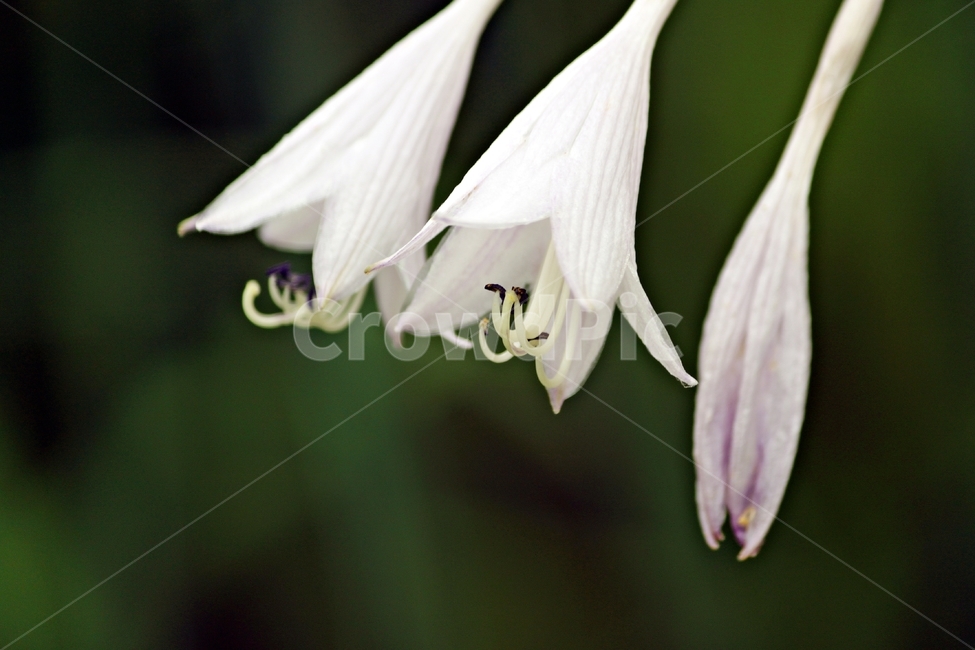꽃,식물,꽃잎,비비추,자연,꽃밭,작물,plant,flower,nature,여름꽃,beauty,식물,자연,plants,nature,꽃,flower