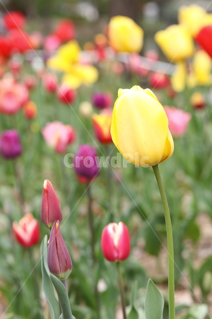 꽃,튤립,봄,공원,자연,꽃밭,flower,tulips,spring,park