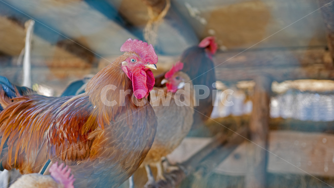 가금류,bird,animal,동물,chicken,치킨,fowl,새,동물,animal,조류,새,birds