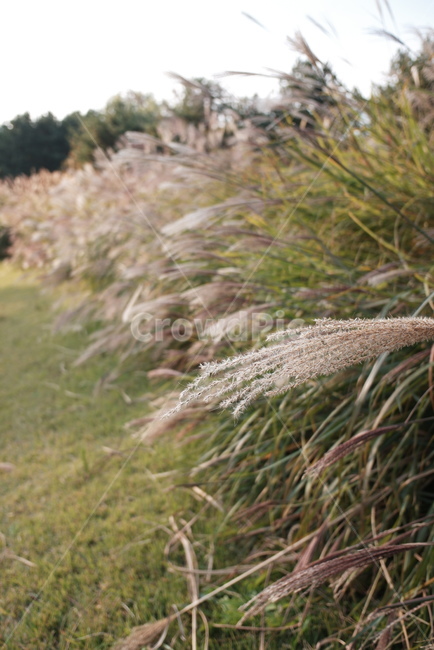 공원,풍경,갈대,가을,식물,가을,계절,fall,autumn,season,plant,grass,잔디,lawn