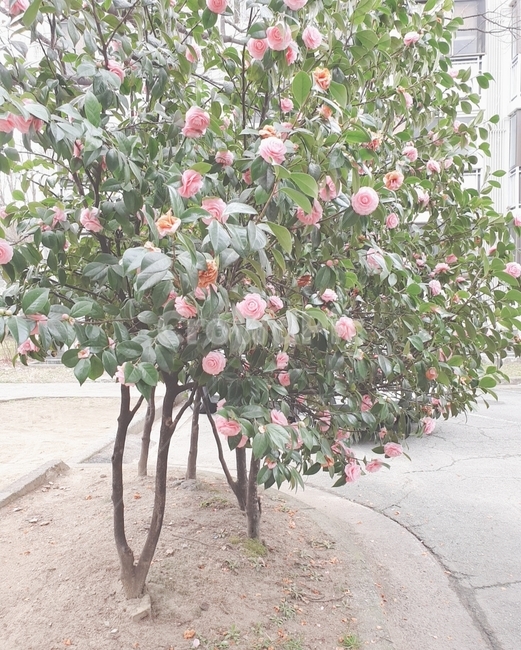 꽃,핑크,나무,plant,식물