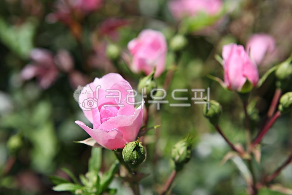 장미,장미꽃,꽃,꽃잎,봄꽃,봄,식물,자연,공원,잎