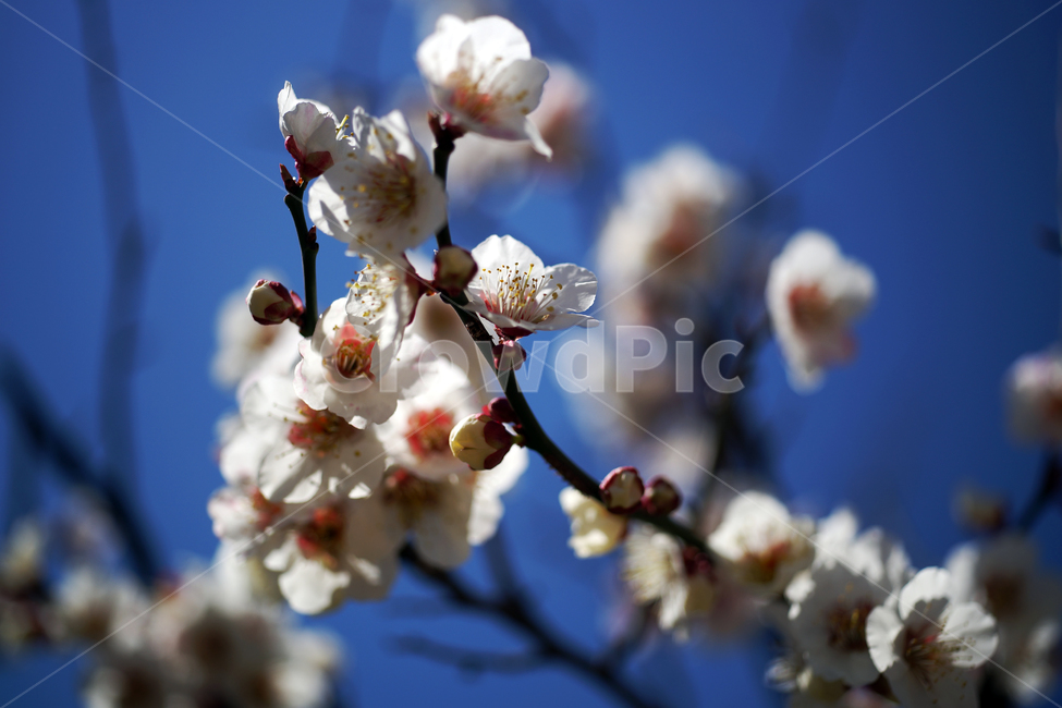 매화꽃,매화나무,꽃,봄,계절,하얀꽃,매화,식물,자연,plants,nature,꽃,flower
