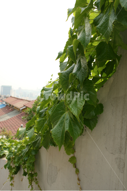 담벼락,넝쿨,담,동네,도시,초록,식물,지붕,식물,자연,plants,nature