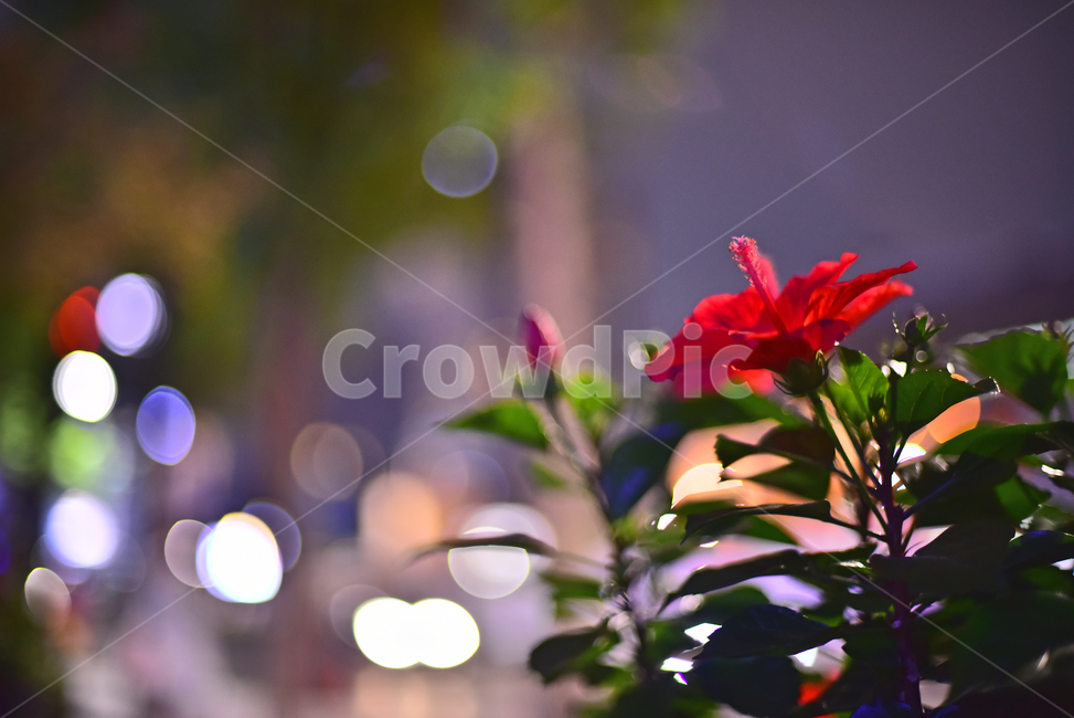 야경,보케,빛망울,꽃,식물,plant,하와이안무궁화,bokeh,꽃잎,night,flower,hawaiianhibiscus,hibiscus,빨강색꽃,레드,red,야경,밤,풍경,nightscape,night,landscape