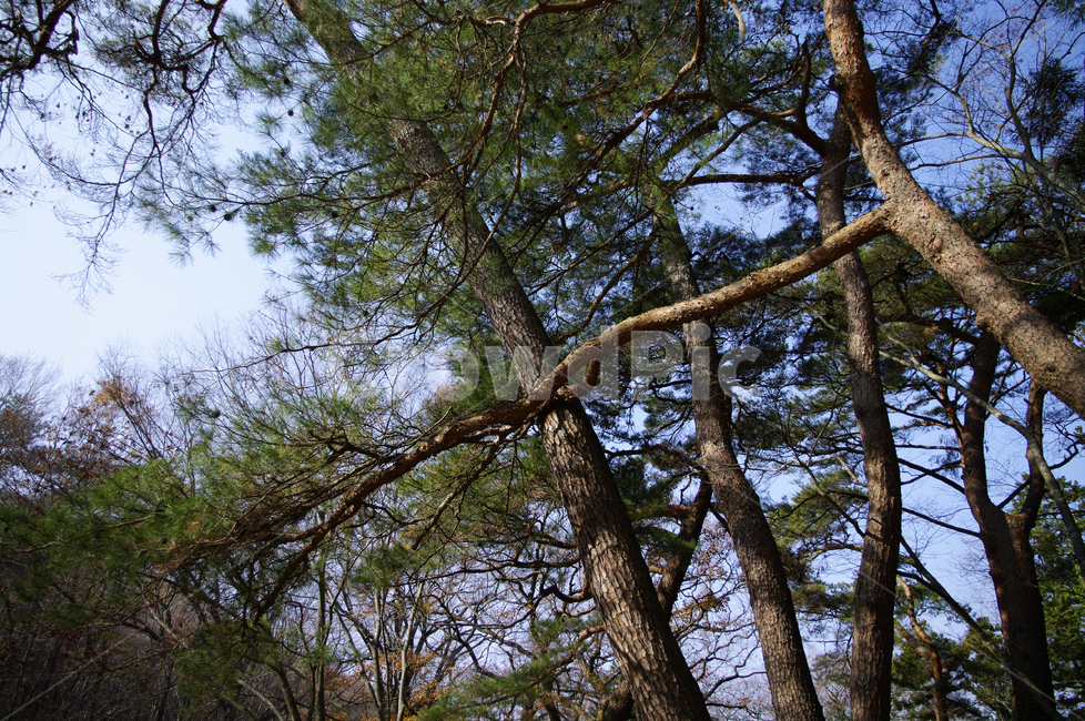 소나무,나무,식물,plant,초록,식물,자연,plants,nature,나무,trees,wood