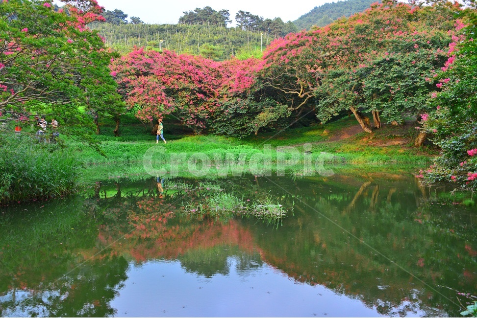 human,인간,person,사람,outdoors,옥외,water,물,nature,자연,담양,명옥헌원림,명혹헌배롱나무,배롱나무,유적지,문화재