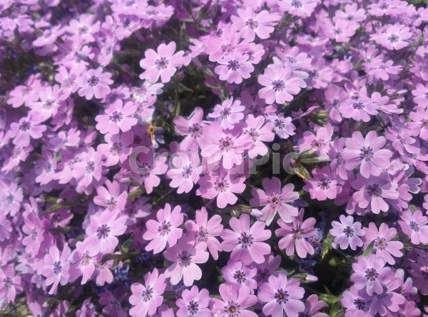 꽃,식물,flower,purple,보라색
