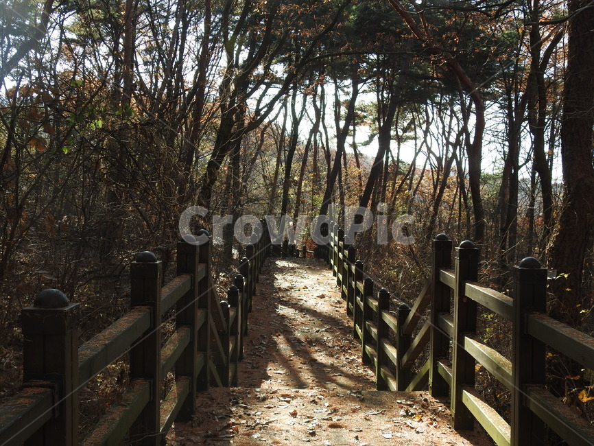 난간,숲속,길,자연,가을,자연,풍경,nature,landscape,식물,plants,나무,trees,wood