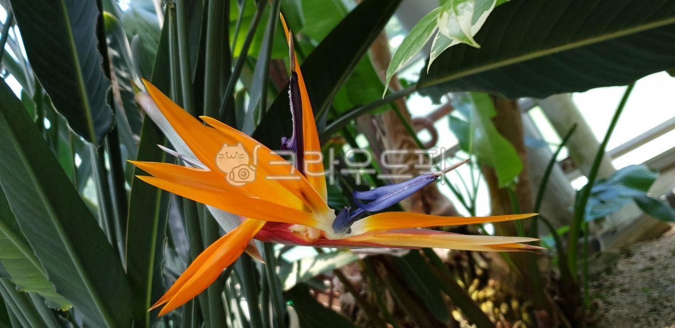 perennialgrass,tropical plant,perennial grass,houseplant,purity,bush,vegetation,thicket,strelitziareginae,Bird of paradise,petal,bloom,grass,plants,tropicalplant,adventive,blossom,natural,nature,leaf,foliage plant,flower,tropicalflora,plant,exotic plant,a