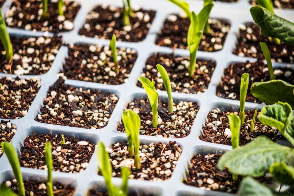 봄,여름,새싹,생명력,풍경,식물,자연,plants,nature