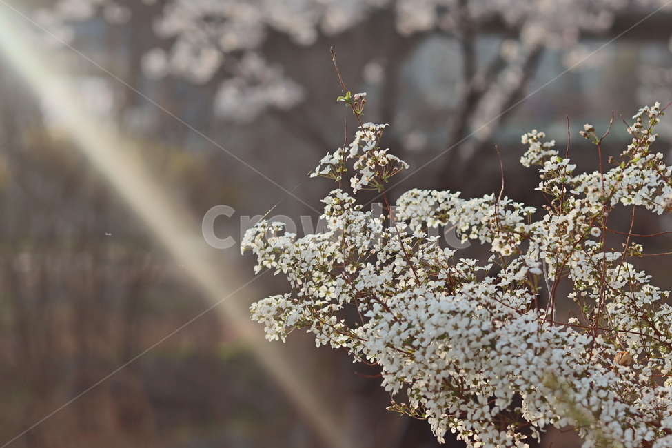 빛번짐,봄꽃,봄,맑은날,4월,봄,계절,spring,season,식물,자연,plants,nature,꽃,flower,plant,blossom