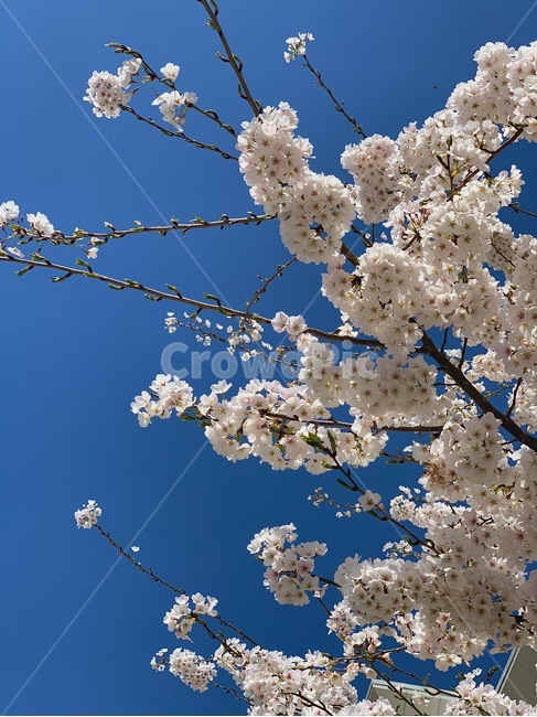 벚꽃,봄,꽃,날씨,꽃샘추위,spring,flower,꽃놀이,cherryblossom,봄,계절,spring,season,plant,식물,blossom