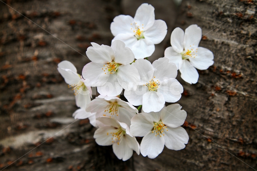 봄,벚꽃,4월,하얀꽃,꽃,봄,계절,spring,season,식물,자연,plants,nature,꽃,flower,plant,blossom