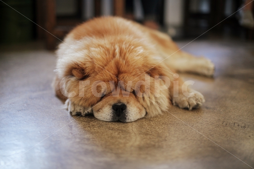 동물,개,포유류,dog,멍멍이,차우차우,동물,animal,포유류,mammal,개,강아지,dog,doggy