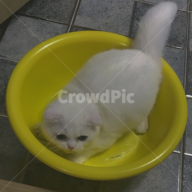 고양이,cat,스코티쉬폴드,집사,감성,동물,animal,포유류,mammal,고양이,cat,kitten,kitty