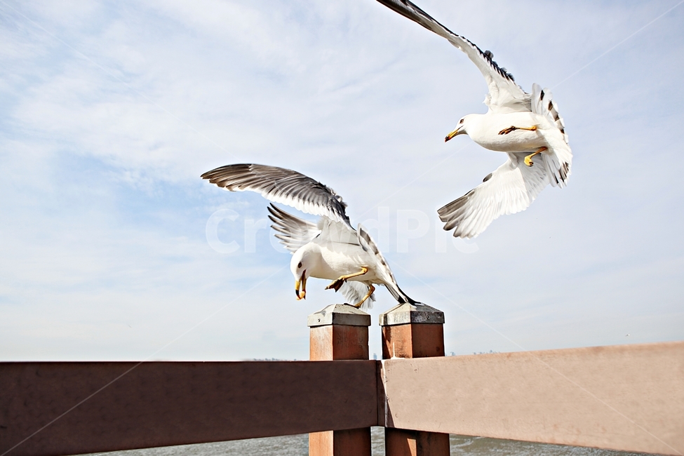 갈매기,조류,새,하늘,풍경,배경,자연,풍광,동물,animal,조류,새,birds