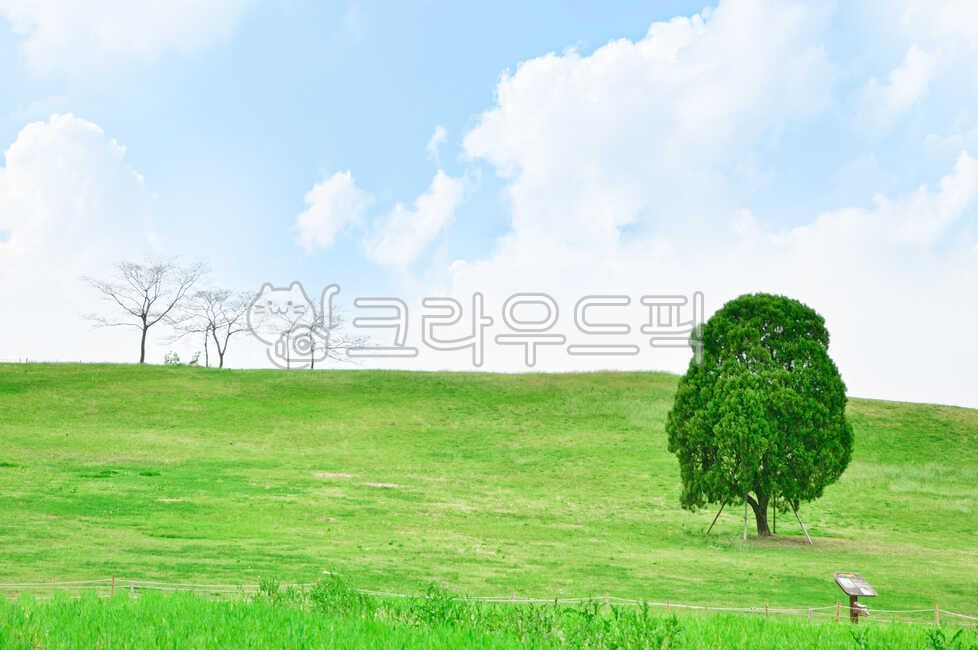 올림픽공원,나홀로나무,나무,공원,서울,든든한,크다,쓸쓸한,자연,풍경,nature,landscape