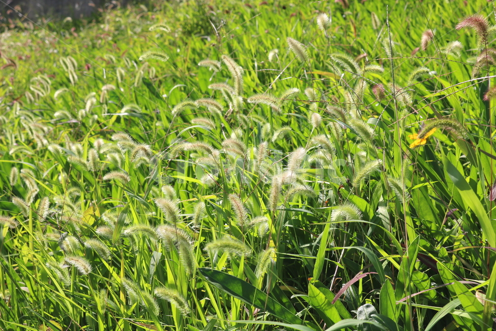 강아지풀,풀,잡초,들풀,자연,풍경,식물,자연,plants,nature