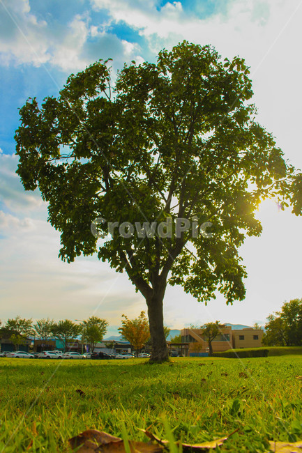 나무,잔디,tree,green,식물,나무줄기,treetrunk,하늘,날씨,맑음,햇빛,낙엽,자연,glass