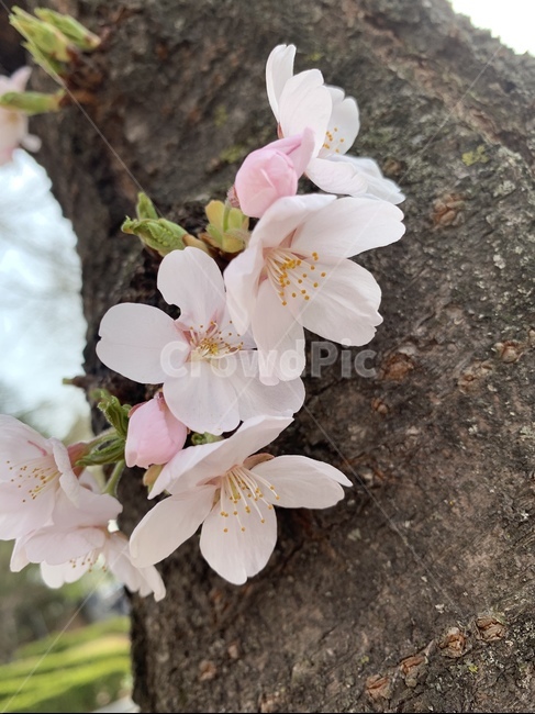 벚꽃,봄,flower,꽃,blossom,plant,길,가로수,봄,계절,spring,season,식물