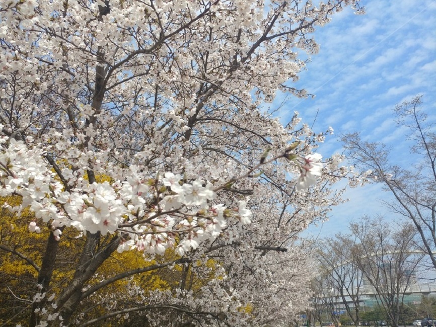 벚꽃,꽃,개나리,나무,꽃과나무