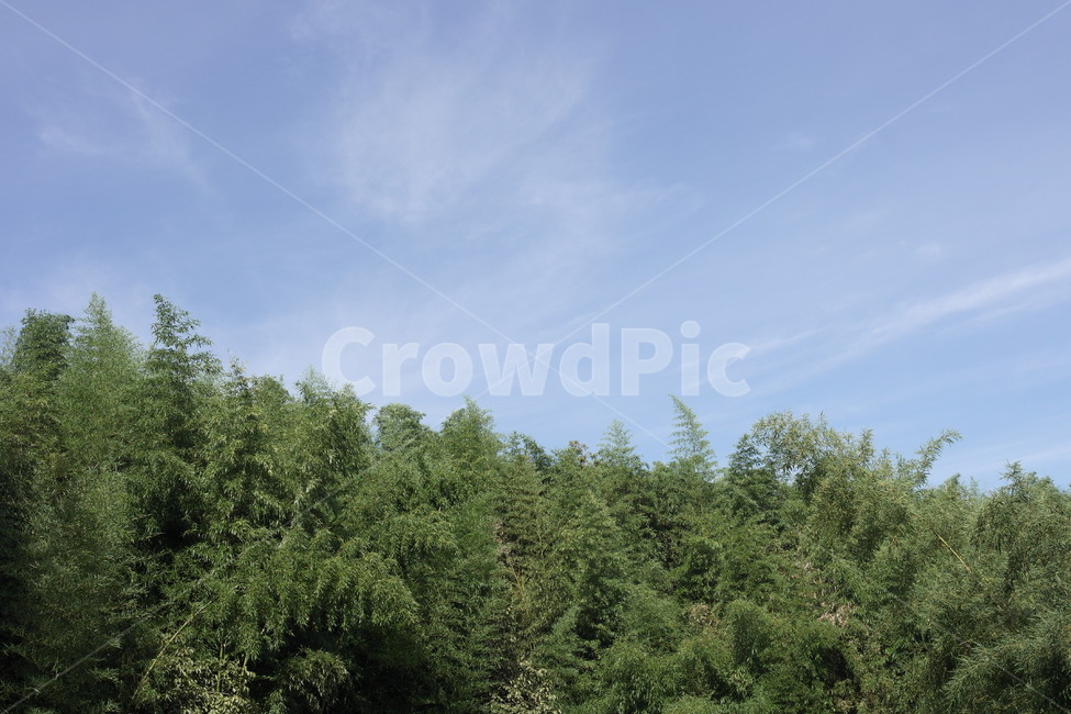 하늘,대나무,담양,죽녹원,대나무숲,bamboo,자연풍경