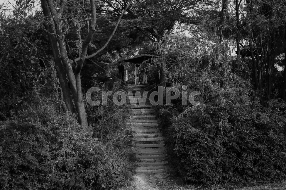 계단,흑백,나무,공원,입구,outdoors,옥외,black,white,stairs,park,식물,자연,plants,nature,나무,trees,wood,흑백,모노톤,monochrome,black and white