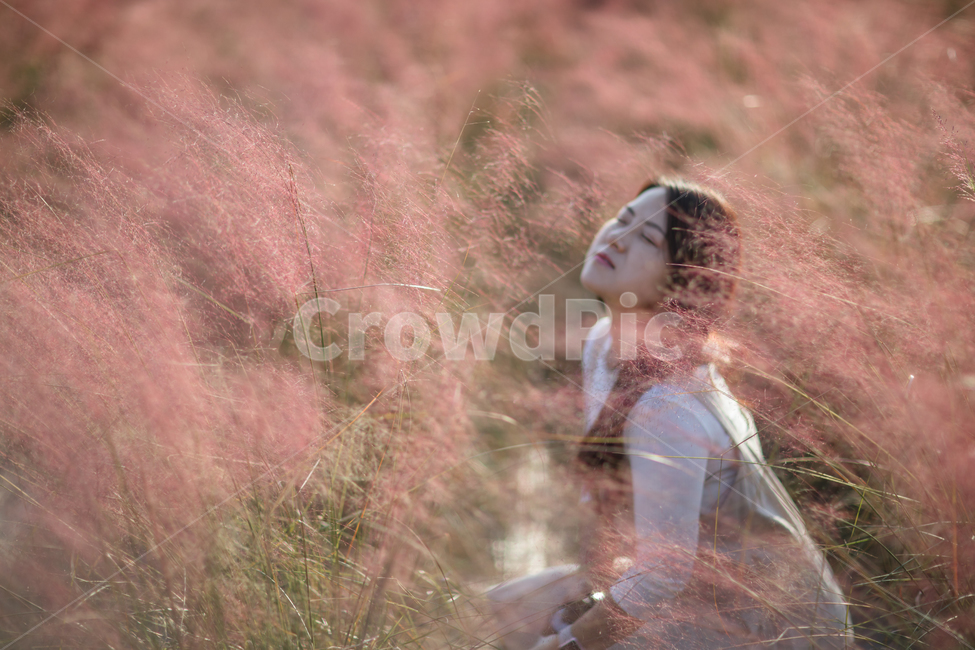 잔디,가을,인간,사람,핑크뮬리,여자,식물,grass,fall,autumn,human,person,woman,plant,pinkmulley,가을,계절,fall,autumn,season,사람,인물,인간,human,person,여성,여자,woman,female,lady