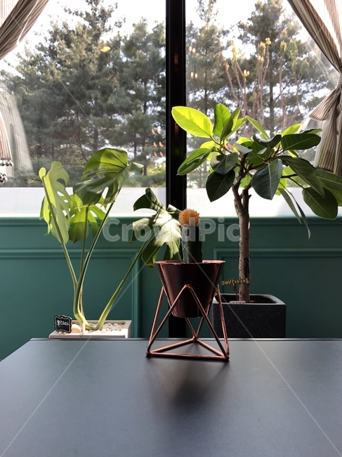 선인장,카페,화분,테이블,식물,작은카페,햇살,창가,큰잎,미니선인장,cafe,장식,햇빛,식물,자연,plants,nature