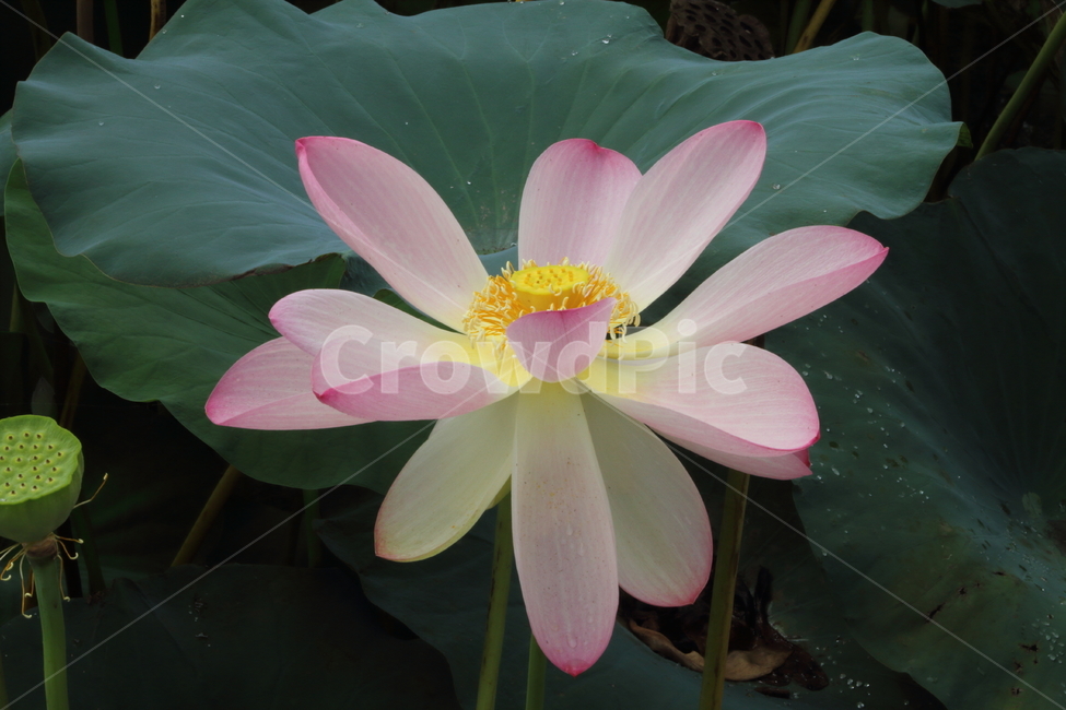 연,연꽃,식물,자연,lotus,식물,자연,plants,nature,꽃,flower