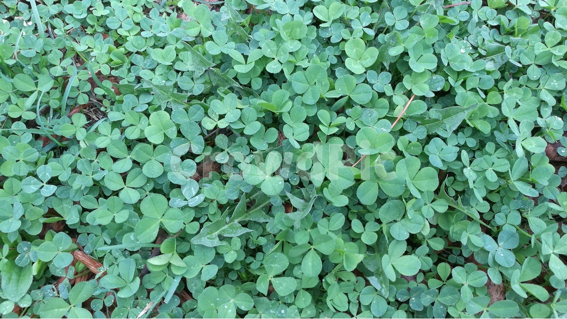 클로버,새싹,숲,웰빙,행운,잔디,공원,식물,자연,plants,nature