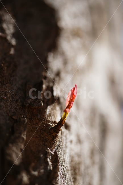 식물,봄,나무,샛싹,생명력,빛,봄,계절,spring,season,식물,자연,plants,nature,감성,sensible,feeling,plant,moss,이끼,sprout,새싹,flower,꽃,bud,싹,blossom