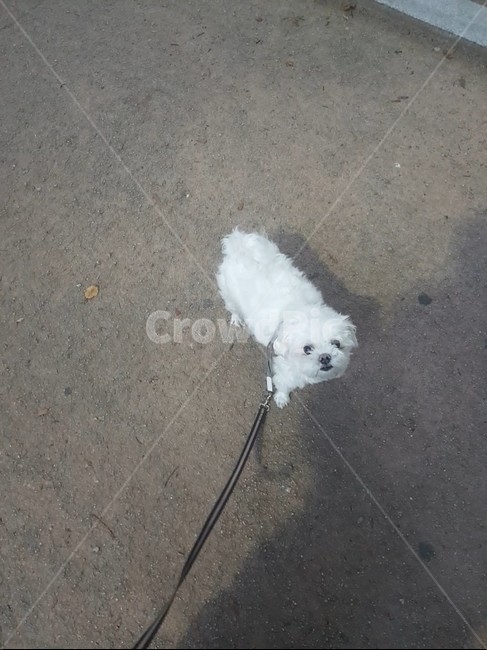 강아지,말티즈,산책,귀여운,개,동물,animal,포유류,mammal,개,강아지,dog,doggy