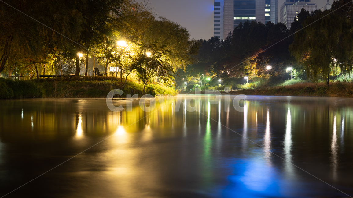 물,천,자연,nature,야경,양재천,고요함,편안함,오리,나무,식물,tree,plant,water