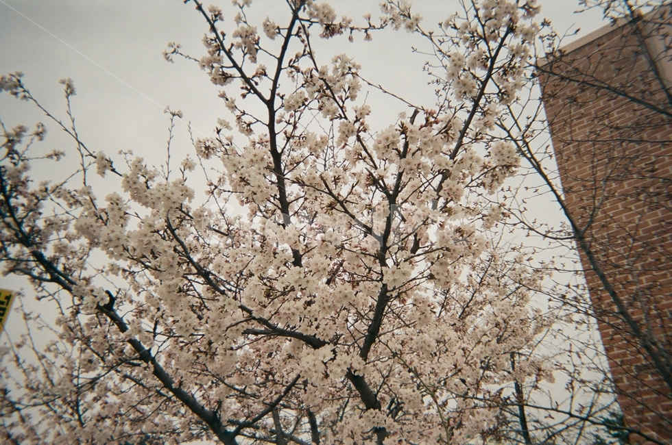 plant,식물,blossom,꽃,flower,벚꽃,spring,봄,나무,봄,계절,spring,season