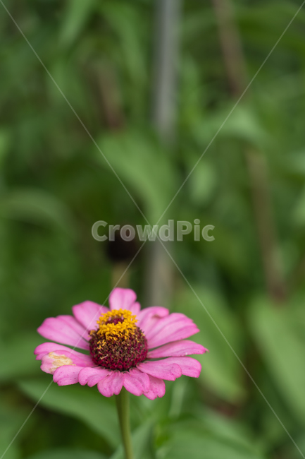 꽃,식물,들꽃,flower,botanical