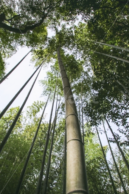 일본,아라시야마,대나무,대나무숲,자연,식물,자연,plants,nature,나무,trees,wood