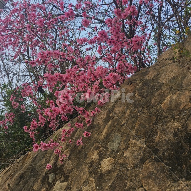 봄,매화,자연,돌담,꽃,봄,계절,spring,season,plant,식물