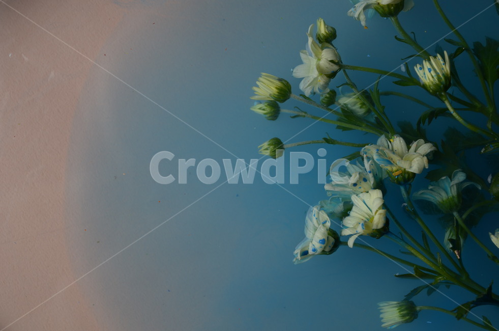 꽃,예쁜,식물,백합,생화,plant