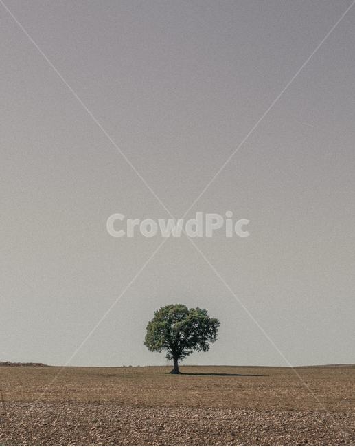 tree,나무,plant,식물,산티아고순례길,배경화면,감성사진,자연,풍경,nature,landscape