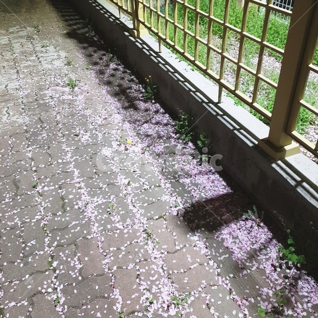 벚꽃,떨어진꽃,꽃,꽃잎,바닥,밤,조명