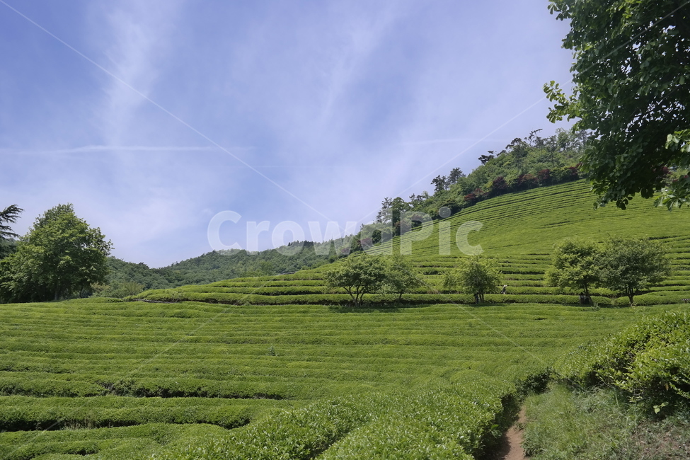 보성,녹차밭,초록색,나무,boseong,greenteefarm,tree,sky