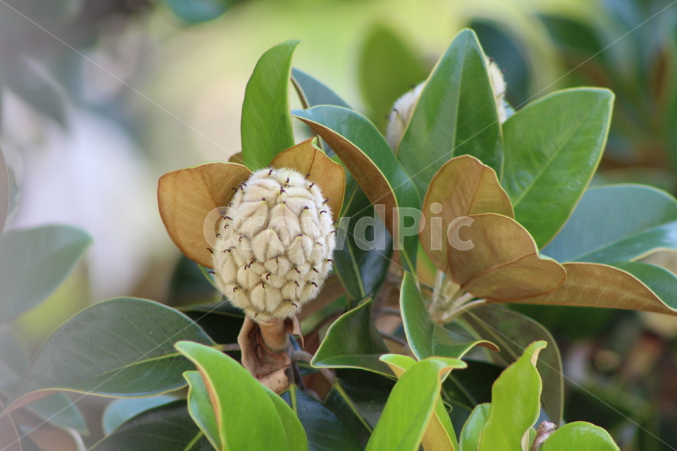 봉우리,꽃,나무,자연,잎,잎사귀,여름,식물,계절,plants,season,감성,봄,새싹,아침,흐림,flower