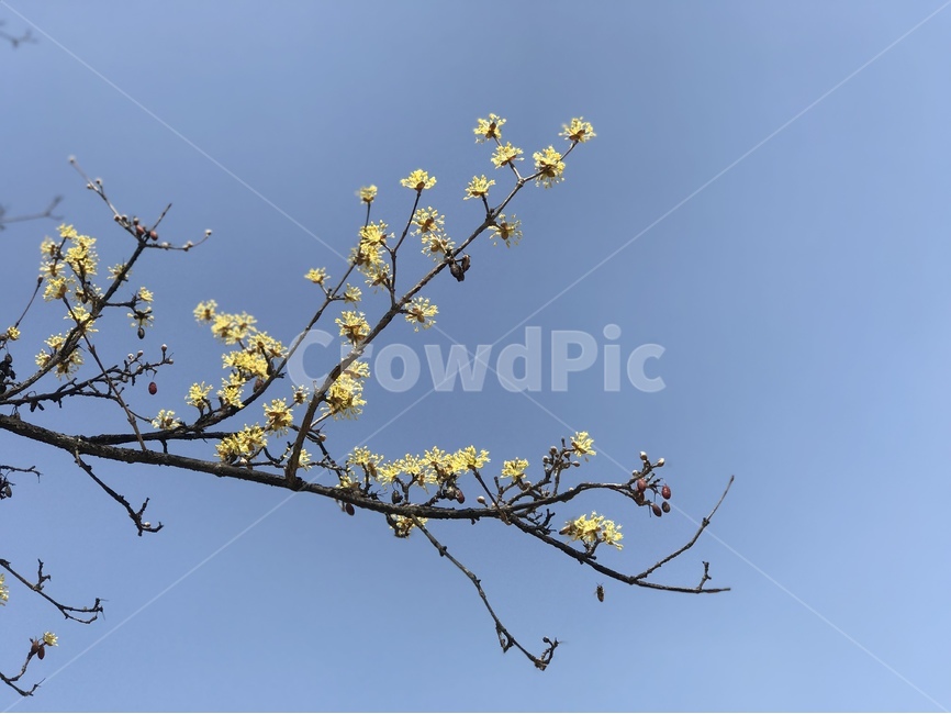 산수유꽃,산수유,꽃,봄꽃,봄,봄,계절,spring,season,식물,자연,plants,nature,꽃,flower,plant