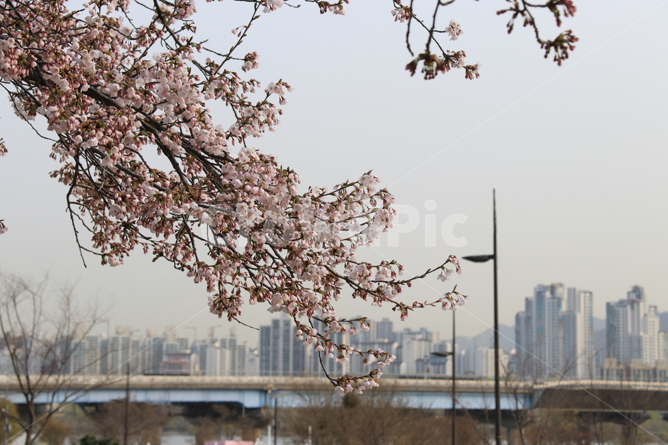 plant,식물,blossom,cherryblossom,벚꽃,flower,꽃,자연,식물,자연,plants,nature,꽃,flower