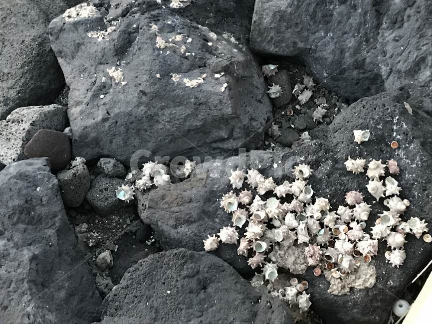 제주도,뿔소라,소라껍질,바위,바닷가,조개껍질,제주도,jeju,jeju island,rubble,파편